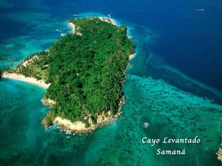 Cayo Levantado Saman á 