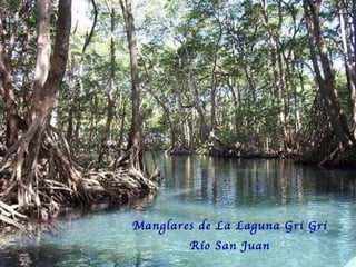 Manglares de La Laguna Gri Gri R ío San Juan 