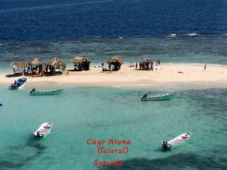 Cayo Arena (lateral) Saman á 
