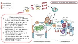 Nucleosome positioning
1. Adjustments are done by the SWI/SNF
complex, which interacts with the IDN2
(INVOLVED IN DE NOVO 2)–IDP
(IDN2 PARALOGUE) complex that
binds to Pol V scaffold RNAs.
2. Deposition of repressive histone
modifications — such as H3K9me by
SUVH4, SUVH5 and SUVH6.
3. This is also facilitated by removal of
active marks by HISTONE
DEACETYLASE 6 (HDA6), JUMONJI
14 (JMJ14) and UBIQUITIN-SPECIFIC
PROTEASE 26 (UBP26).
Courtesy :REF. 148, Cold Spring Harbor Laboratory Press.
11
 