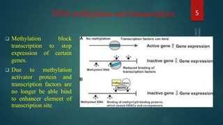 DNA methylation and transcription
 Methylation block
transcription to stop
expression of certain
genes.
 Due to methylation
activator protein and
transcription factors are
no longer be able bind
to enhancer element of
transcription site.
5
 