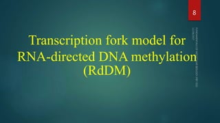 Transcription fork model for
RNA-directed DNA methylation
(RdDM)
8
 