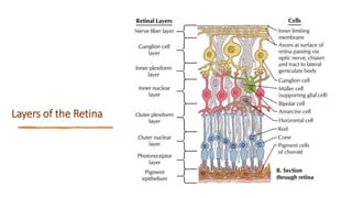 Layers of the Retina
 