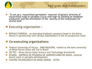 To set up a  mycorrhizal germplasm  reservoir of genetic diversity of mycorrhizal fungi of jatropha-curcas with high oil yielding for biodiesel production and the elimination of the  toxicity of the meal]waste for animal feed Executing organization : BIOVALE ENERGIA – an emerging biodiesel company based in the Minas Gerais in partnership with various stakeholders in the oil production chain Co-executing organizations: Federal University of Viçosa – DMB/BIOAGRO, ranked as the best university of Minas Gerais State and 3rd in Brazil SECTES – Minas Gerais State Science and Technology Secretariat EPAMIG – EMPRESA DE PESQUISA DE AGROPECUÁRIA DE MINAS, national bench-mark in jatropha development CENTRO TECNOLÓGICO DE MINAS GERAIS - CETEC R&D goals and stakeholders 
