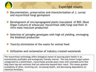 Documentation, preservation and characterization of  J. curcas  and mycorrhizal fungi germplasm Development of micropropagated plants inoculated  of ROC (Root Organ Culture) of arbuscular mycorrhizal (AM) fungi and their  in vitro  mass inoculum production  Selection of jatropha genotypes with high oil yielding, envisaging the biodiesel production  Toxicity elimination of the waste for animal feed Utilization and reclamation of industry created wastelands Expected results The mycorrhizal technology offers biological means of assuring plant health in an economically profitable and ecologically friendly manner. The only known fungal system categorized as a biofertilizer, mycorrhizae provide plant roots with extended arms that help them tap soil nutrients that are otherwise beyond their reach. This means greater availability of other, enriching soil, increasing health, and decreasing dependence on chemical fertilizers. 