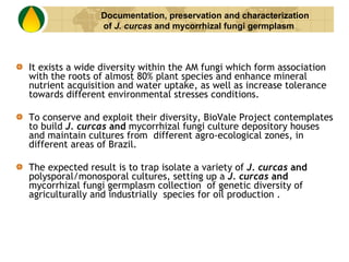 It exists a wide diversity within the AM fungi which form association with the roots of almost 80% plant species and enhance mineral nutrient acquisition and water uptake, as well as increase tolerance towards different environmental stresses conditions.  To conserve and exploit their diversity, BioVale Project contemplates to build  J. curcas  and  mycorrhizal fungi culture depository houses and maintain cultures from  different agro-ecological zones, in different areas of Brazil. The expected result is to trap isolate a variety of  J. curcas  and  polysporal/monosporal cultures, setting up a  J. curcas  and  mycorrhizal fungi germplasm collection  of genetic diversity of agriculturally and industrially  species for oil production . Documentation, preservation and characterization of  J. curcas  and mycorrhizal fungi germplasm 