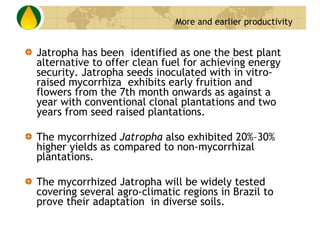 Jatropha has been  identified as one the best plant alternative to offer clean fuel for achieving energy security. Jatropha seeds inoculated with in vitro-raised mycorrhiza  exhibits early fruition and flowers from the 7th month onwards as against a year with conventional clonal plantations and two years from seed raised plantations.  The mycorrhized  Jatropha  also exhibited 20%–30% higher yields as compared to non-mycorrhizal plantations.  The mycorrhized Jatropha will be widely tested covering several agro-climatic regions in Brazil to prove their adaptation  in diverse soils. More and earlier productivity   