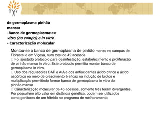 de germoplasma pinhão
manso:
-Banco de germoplasma:ex
vitro (no campo) e in vitro
- Caracterização molecular
Montou-se o banco de germoplasma de pinhão manso no campus de
Florestal e em Viçosa, num total de 49 acessos.
Foi ajustado protocolo para desinfestação, estabelecimento e proliferação
de pinhão manso in vitro. Este protocolo permitiu montar banco de
germoplasma in vitro.
Uso dos reguladores BAP e AIA e dos antioxidantes ácido cítrico e ácido
ascórbico no meio de crescimento é eficaz na indução de brotos e
multiplicação permitindo formar banco de germoplasma in vitro do
pinhão manso
Caracterização molecular de 46 acessos, somente três foram divergentes.
Por possuírem alto valor em distância genética, podem ser utilizados
como genitores de um híbrido no programa de melhoramento
 