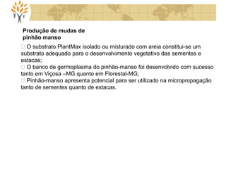 O substrato PlantMax isolado ou misturado com areia constitui-se um
substrato adequado para o desenvolvimento vegetativo das sementes e
estacas;
O banco de germoplasma do pinhão-manso foi desenvolvido com sucesso
tanto em Viçosa –MG quanto em Florestal-MG;
Pinhão-manso apresenta potencial para ser utilizado na micropropagação
tanto de sementes quanto de estacas.
Produção de mudas de
pinhão manso
 