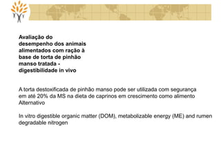 Avaliação do
desempenho dos animais
alimentados com ração à
base de torta de pinhão
manso tratada -
digestibilidade in vivo
A torta destoxificada de pinhão manso pode ser utilizada com segurança
em até 20% da MS na dieta de caprinos em crescimento como alimento
Alternativo
In vitro digestible organic matter (DOM), metabolizable energy (ME) and rumen
degradable nitrogen
 