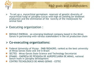  To set up a mycorrhizal germplasm reservoir of genetic diversity of
mycorrhizal fungi of jatropha-curcas with high oil yielding for biodiesel
production and the elimination of the toxicity of the meal]waste for
animal feed
 Executing organization :
BIOVALE ENERGIA – an emerging biodiesel company based in the Minas
Gerais in partnership with various stakeholders in the oil production chain
 Co-executing organizations:
Federal University of Viçosa – DMB/BIOAGRO, ranked as the best university
of Minas Gerais State and 3rd in Brazil
SECTES – Minas Gerais State Science and Technology Secretariat
EPAMIG – EMPRESA DE PESQUISA DE AGROPECUÁRIA DE MINAS, national
bench-mark in jatropha development
CENTRO TECNOLÓGICO DE MINAS GERAIS - CETEC
R&D goals and stakeholders
 