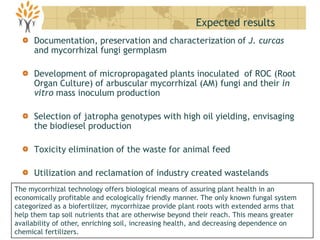Documentation, preservation and characterization of J. curcas
and mycorrhizal fungi germplasm
Development of micropropagated plants inoculated of ROC (Root
Organ Culture) of arbuscular mycorrhizal (AM) fungi and their in
vitro mass inoculum production
Selection of jatropha genotypes with high oil yielding, envisaging
the biodiesel production
Toxicity elimination of the waste for animal feed
Utilization and reclamation of industry created wastelands
Expected results
The mycorrhizal technology offers biological means of assuring plant health in an
economically profitable and ecologically friendly manner. The only known fungal system
categorized as a biofertilizer, mycorrhizae provide plant roots with extended arms that
help them tap soil nutrients that are otherwise beyond their reach. This means greater
availability of other, enriching soil, increasing health, and decreasing dependence on
chemical fertilizers.
 