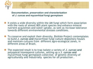 It exists a wide diversity within the AM fungi which form association
with the roots of almost 80% plant species and enhance mineral
nutrient acquisition and water uptake, as well as increase tolerance
towards different environmental stresses conditions.
To conserve and exploit their diversity, BioVale Project contemplates
to build J. curcas and mycorrhizal fungi culture depository houses
and maintain cultures from different agro-ecological zones, in
different areas of Brazil.
The expected result is to trap isolate a variety of J. curcas and
polysporal/monosporal cultures, setting up a J. curcas and
mycorrhizal fungi germplasm collection of genetic diversity of
agriculturally and industrially species for oil production .
Documentation, preservation and characterization
of J. curcas and mycorrhizal fungi germplasm
 