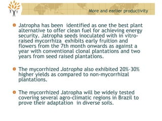 Jatropha has been identified as one the best plant
alternative to offer clean fuel for achieving energy
security. Jatropha seeds inoculated with in vitro-
raised mycorrhiza exhibits early fruition and
flowers from the 7th month onwards as against a
year with conventional clonal plantations and two
years from seed raised plantations.
The mycorrhized Jatropha also exhibited 20%–30%
higher yields as compared to non-mycorrhizal
plantations.
The mycorrhized Jatropha will be widely tested
covering several agro-climatic regions in Brazil to
prove their adaptation in diverse soils.
More and earlier productivity
 