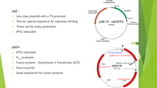 Popular promoters for heterologous protein
expression in E. coli
1. Plac
2. Ptrp
3. Hybrid promoters
4. pBAD
5. T7
6. T5
 