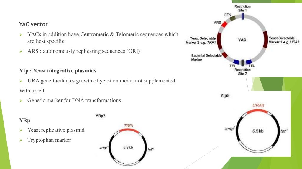 Expression and purification of proteins in Bacterial and