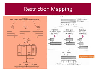 rDNA- Restriction Mapping, PCR, Reverse Transcription- PCR.pdf
