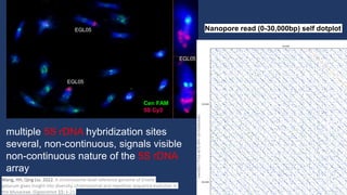 Ribosomal DNA rDNA rRNA Organization and Evolution at Large Scale ...