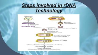 Steps involved in rDNA
Technology
14
 