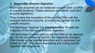 2. Restriction Enzyme Digestion
Restriction enzymes act as molecular scissors that cut DNA
at specific locations. These reactions are called ‘restriction
enzyme digestions’.
They involve the incubation of the purified DNA with the
selected restriction enzyme, at conditions optimal for that
specific enzyme.
The technique ‘Agarose Gel Electrophoresis’ reveals the
progress of the restriction enzyme digestion.
This technique involves running out the DNA on an agarose
gel. On the application of current, the negatively charged
DNA travels to the positive electrode and is separated out
based on size. This allows separating and cutting out the
digested DNA fragments.
16
 