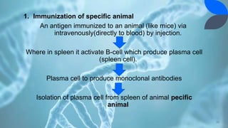 1. Immunization of specific animal
An antigen immunized to an animal (like mice) via
intravenously(directly to blood) by injection.
Where in spleen it activate B-cell which produce plasma cell
(spleen cell).
Plasma cell to produce monoclonal antibodies
Isolation of plasma cell from spleen of animal pecific
animal
29
 