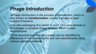 Phage Introduction
Phage introduction is the process of transfection, which is
also known as transformation, except a phage is used
instead of bacteria.
 In vitro packaging of a vector is used. This uses lambda or
MI3 phages to produce phage plaques which contain
recombinants.
The recombinants that are created can be identified by
differences in the recombinants and non-recombinants using
various selection methods.
12
 