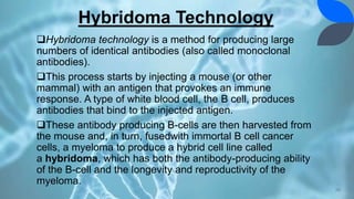 Hybridoma Technology
Hybridoma technology is a method for producing large
numbers of identical antibodies (also called monoclonal
antibodies).
This process starts by injecting a mouse (or other
mammal) with an antigen that provokes an immune
response. A type of white blood cell, the B cell, produces
antibodies that bind to the injected antigen.
These antibody producing B-cells are then harvested from
the mouse and, in turn, fusedwith immortal B cell cancer
cells, a myeloma to produce a hybrid cell line called
a hybridoma, which has both the antibody-producing ability
of the B-cell and the longevity and reproductivity of the
myeloma.
28
 