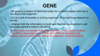 GENE
A gene is a stretch of DNA that codes for a type of protein that has a
function in the organism.
 It is a unit of heredity in a living organism. All living things depend on
genes.
Genes hold the information to build and maintain an organism’s cell
and pass genetics traits to off spring.
 DNA does not actually make the organism, it only makes proteins.
The DNA is transcribed into mRNA and mRNA is translated into
protein, and the protein then forms the organism. (Central Dogma)
4
 