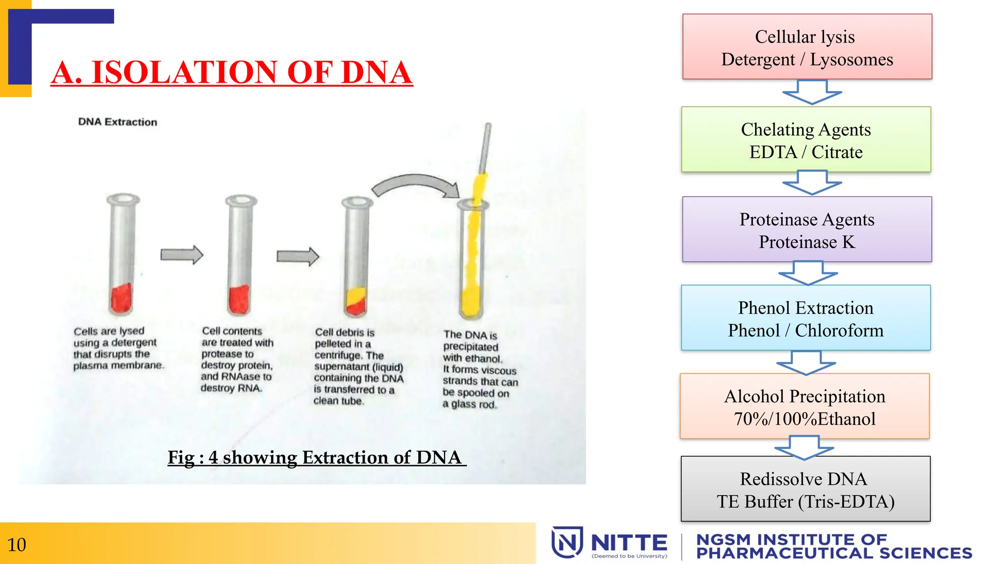 A. ISOLATION OF DNA
10
Cellular lysis
Detergent / Lysosomes
Chelating Agents
EDTA / Citrate
Proteinase Agents
Proteinase K
Phenol Extraction
Phenol / Chloroform
Alcohol Precipitation
70%/100%Ethanol
Redissolve DNA
TE Buffer (Tris-EDTA)
Fig : 4 showing Extraction of DNA
 