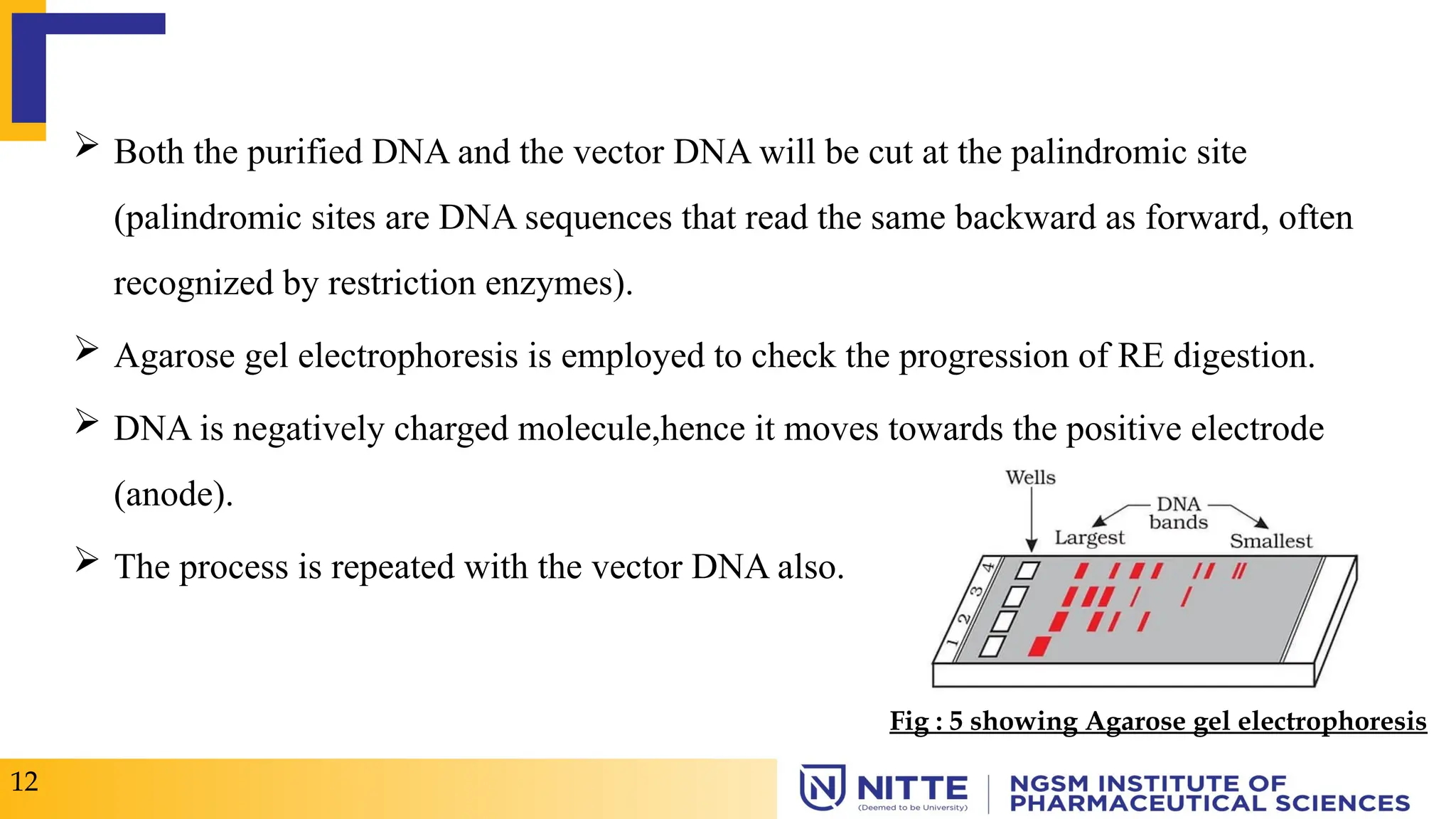  Both the purified DNA and the vector DNA will be cut at the palindromic site
(palindromic sites are DNA sequences that read the same backward as forward, often
recognized by restriction enzymes).
 Agarose gel electrophoresis is employed to check the progression of RE digestion.
 DNA is negatively charged molecule,hence it moves towards the positive electrode
(anode).
 The process is repeated with the vector DNA also.
12
Fig : 5 showing Agarose gel electrophoresis
 