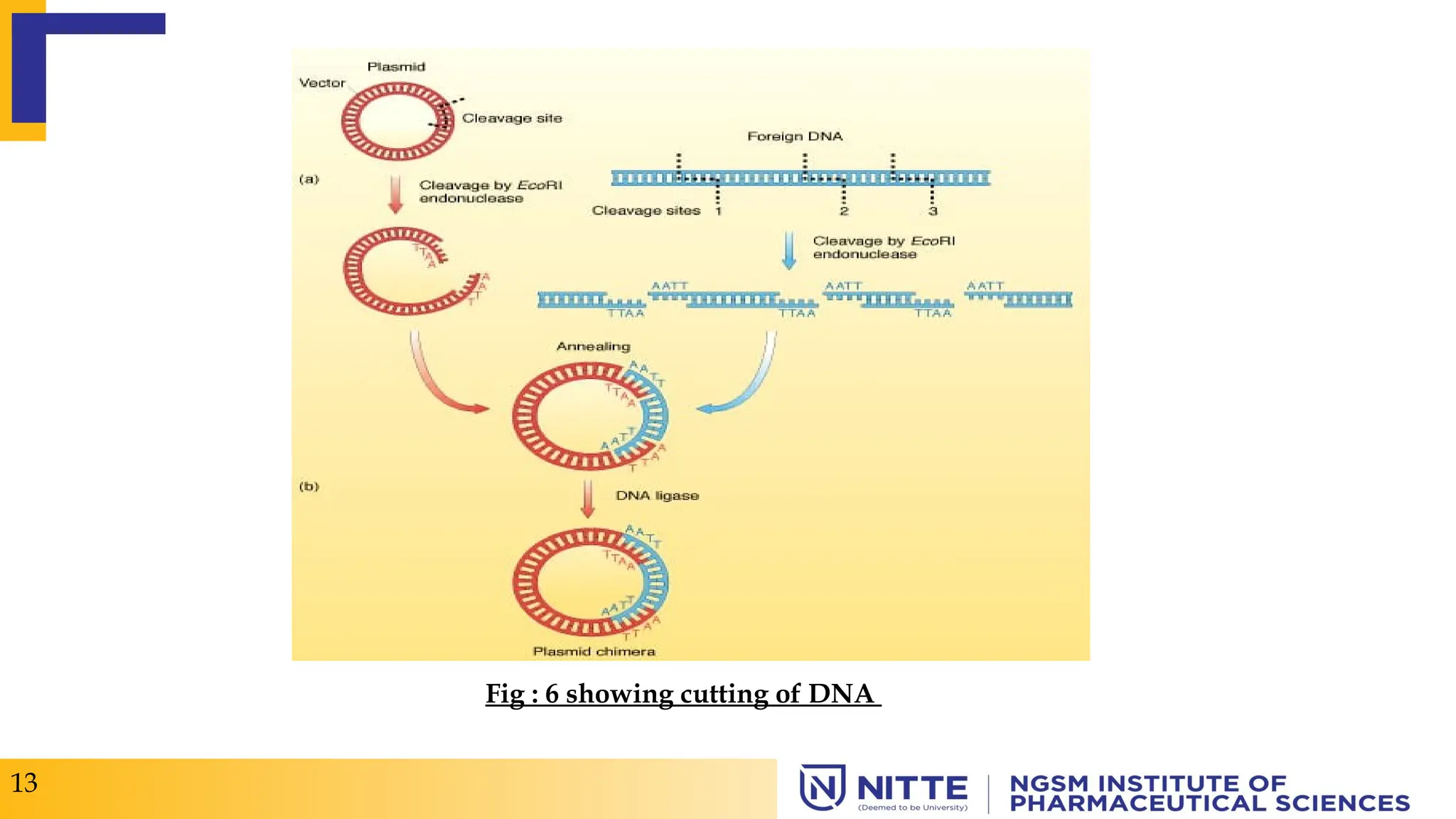 Fig : 6 showing cutting of DNA
13
 
