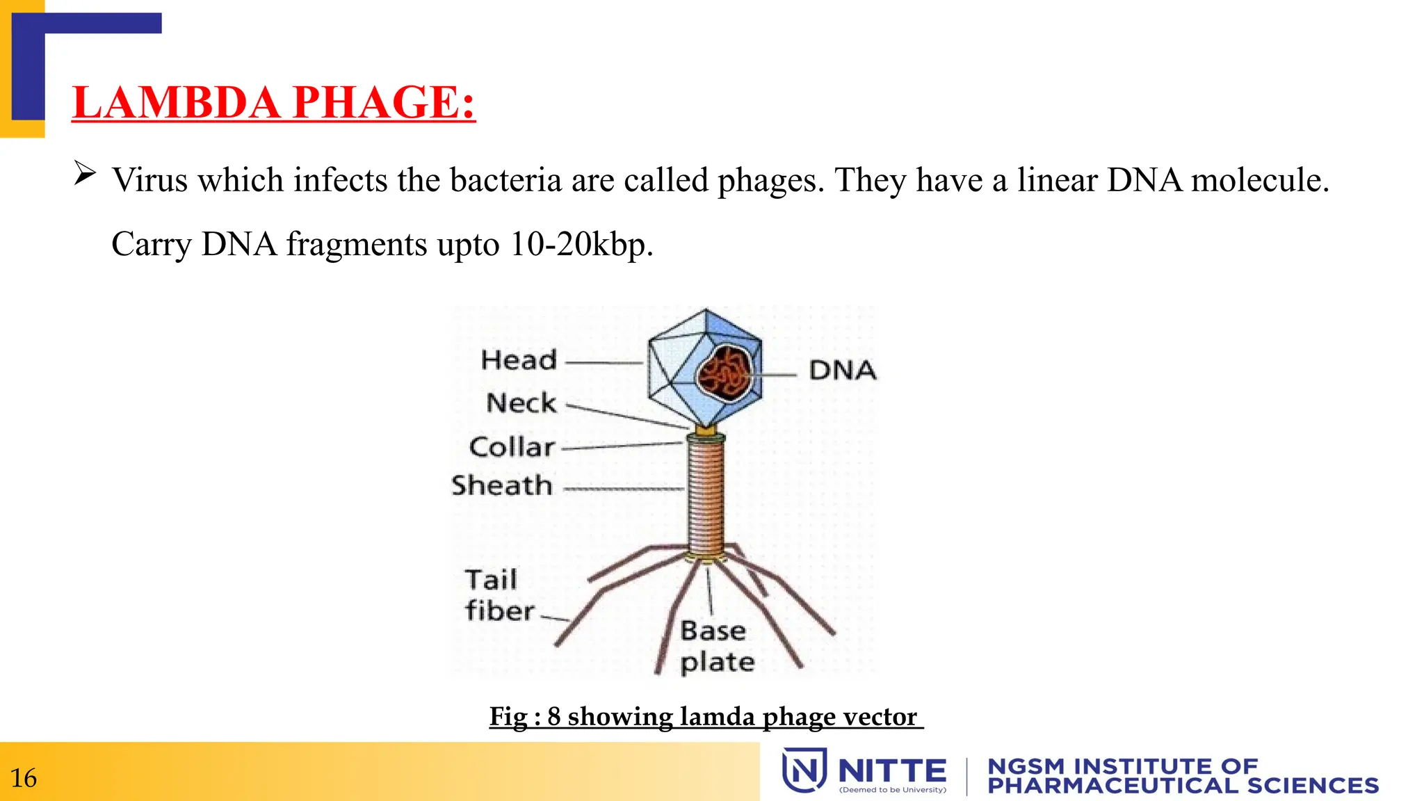 LAMBDA PHAGE:
 Virus which infects the bacteria are called phages. They have a linear DNA molecule.
Carry DNA fragments upto 10-20kbp.
16
Fig : 8 showing lamda phage vector
 