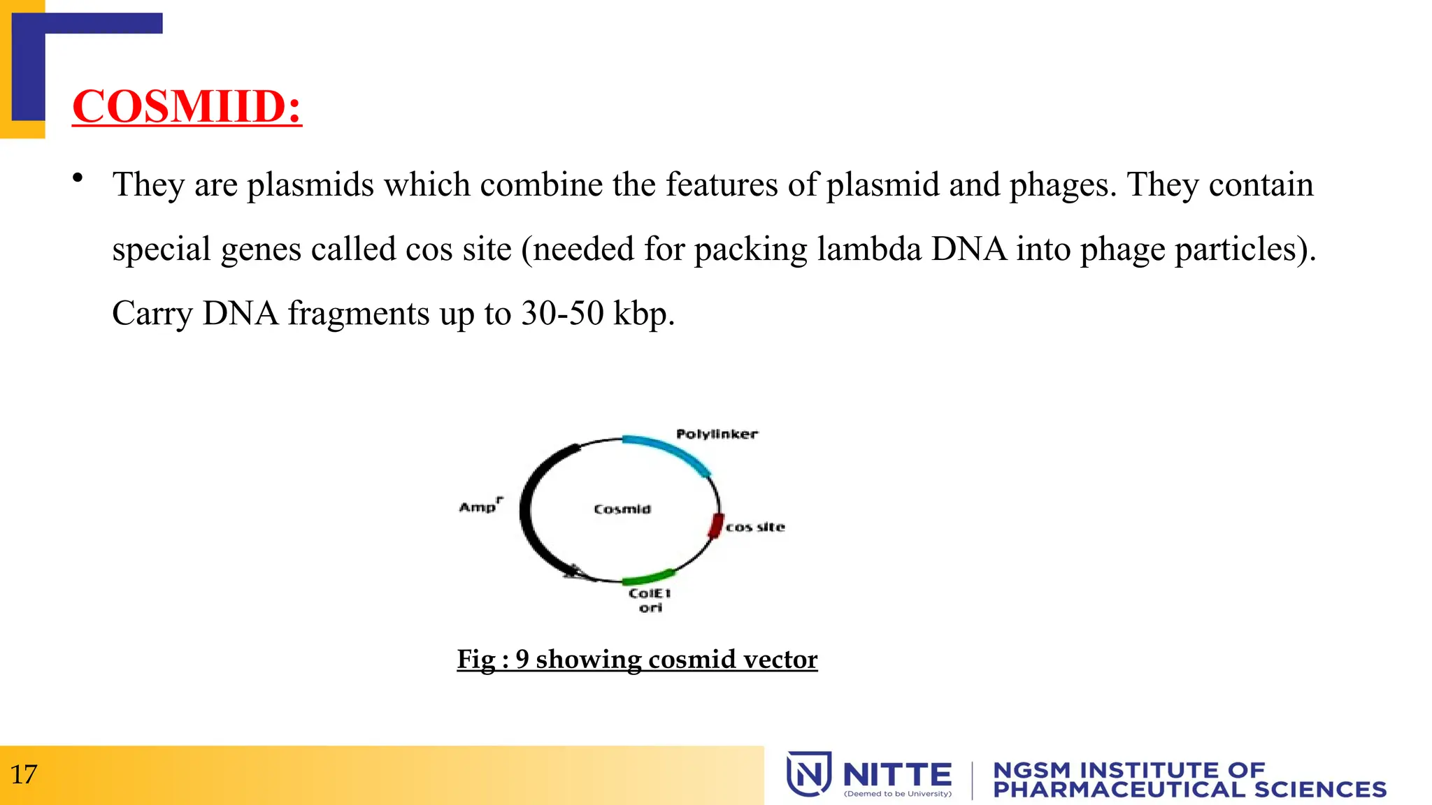 COSMIID:
• They are plasmids which combine the features of plasmid and phages. They contain
special genes called cos site (needed for packing lambda DNA into phage particles).
Carry DNA fragments up to 30-50 kbp.
17
Fig : 9 showing cosmid vector
 