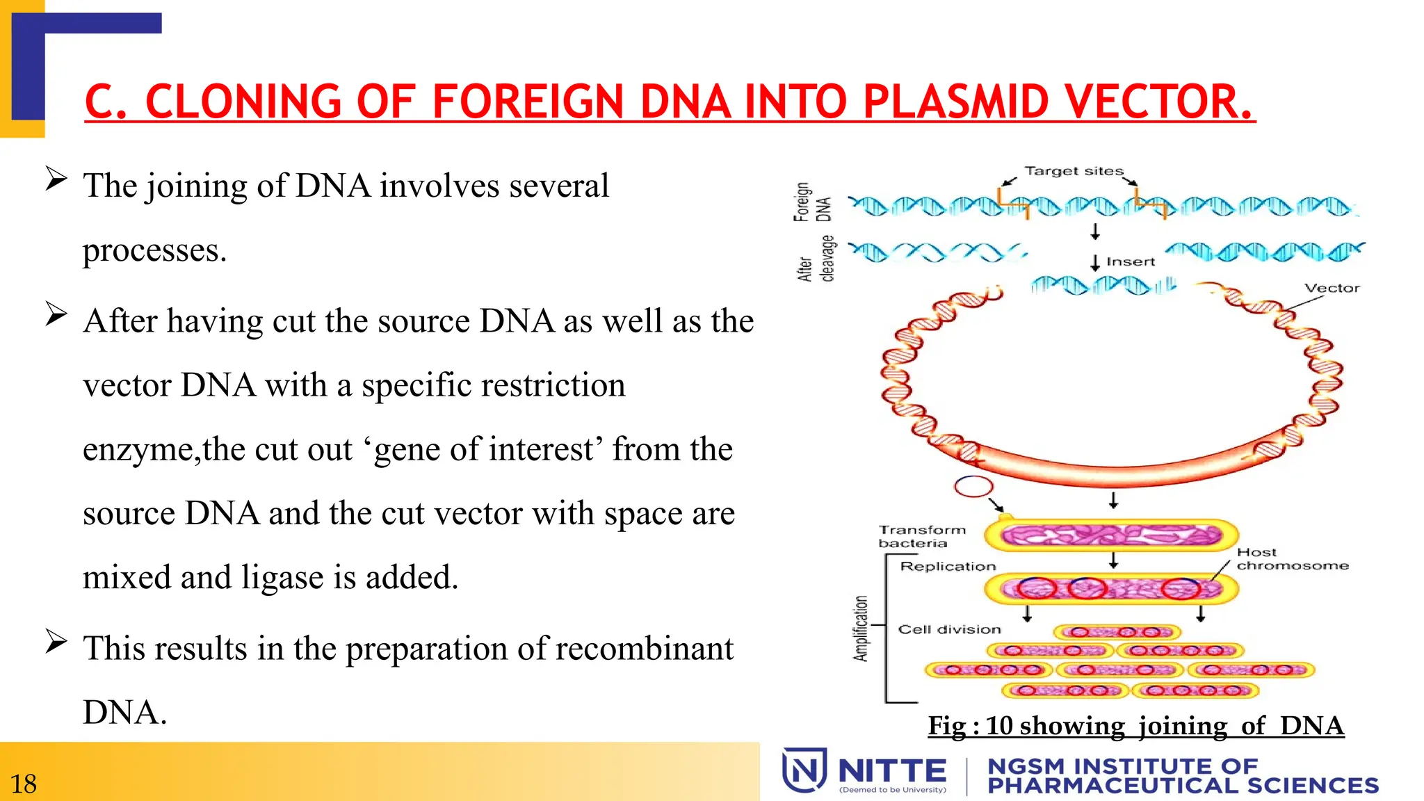  The joining of DNA involves several
processes.
 After having cut the source DNA as well as the
vector DNA with a specific restriction
enzyme,the cut out ‘gene of interest’ from the
source DNA and the cut vector with space are
mixed and ligase is added.
 This results in the preparation of recombinant
DNA.
C. CLONING OF FOREIGN DNA INTO PLASMID VECTOR.
18
Fig : 10 showing joining of DNA
 