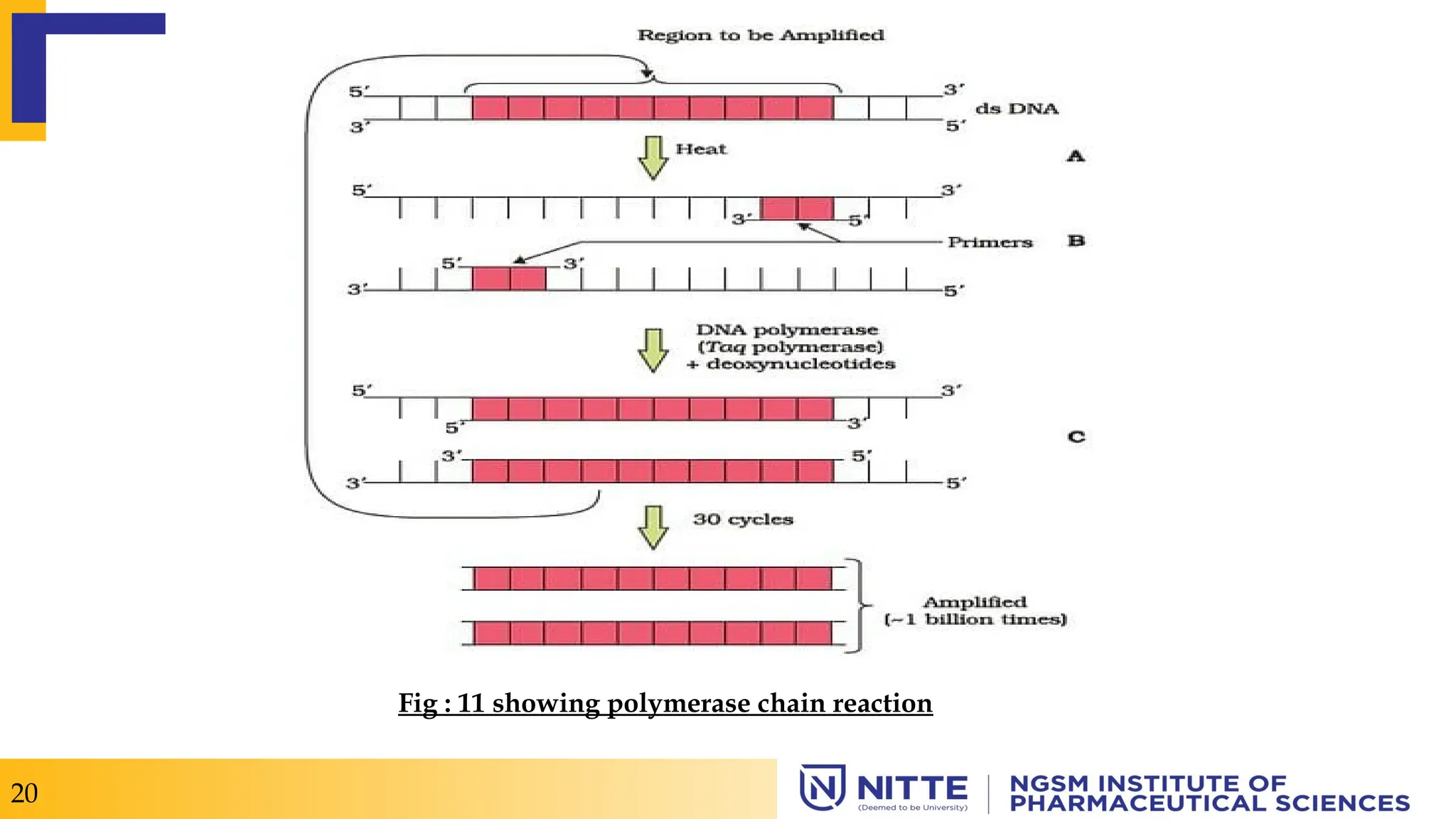 Fig : 11 showing polymerase chain reaction
20
 