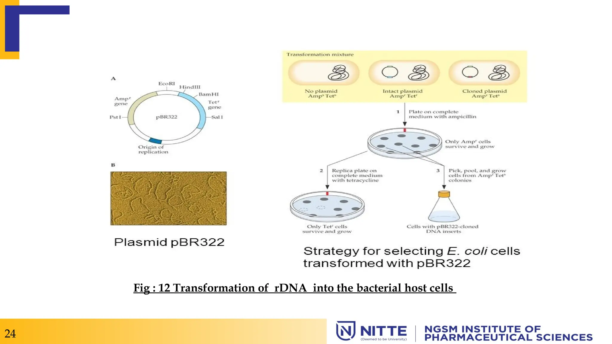 Fig : 12 Transformation of rDNA into the bacterial host cells
24
 