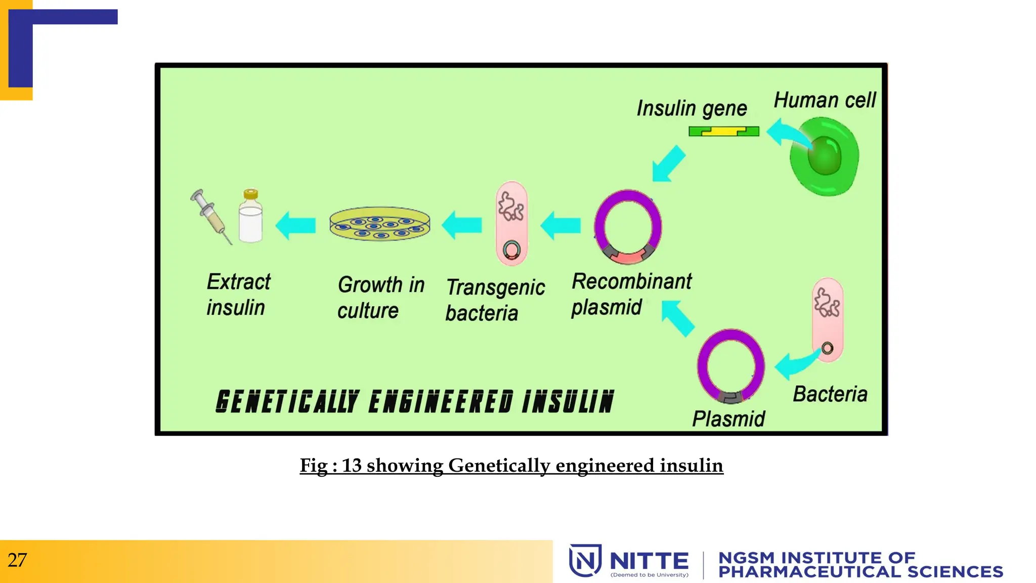 27
Fig : 13 showing Genetically engineered insulin
 