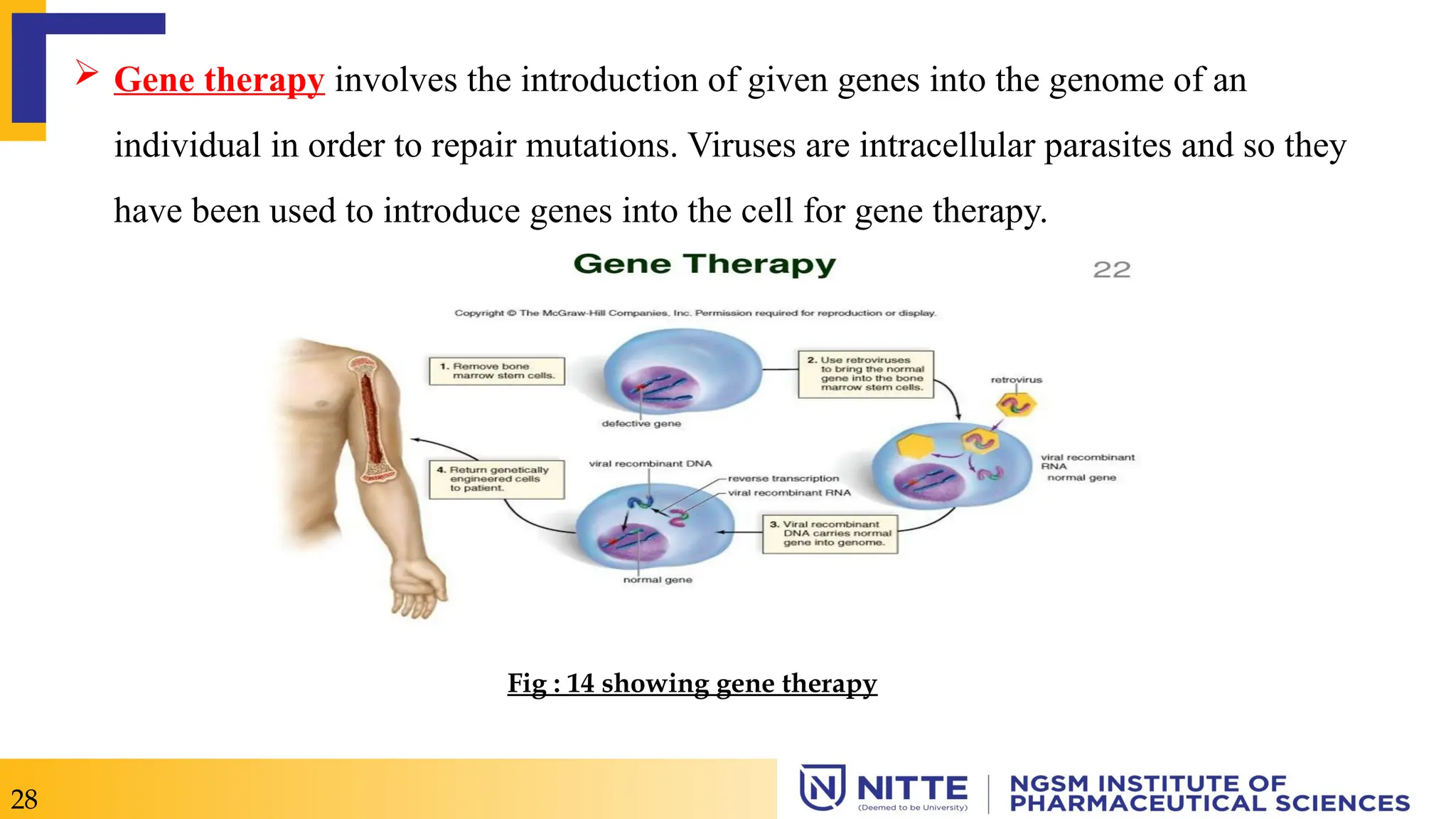  Gene therapy involves the introduction of given genes into the genome of an
individual in order to repair mutations. Viruses are intracellular parasites and so they
have been used to introduce genes into the cell for gene therapy.
28
Fig : 14 showing gene therapy
 