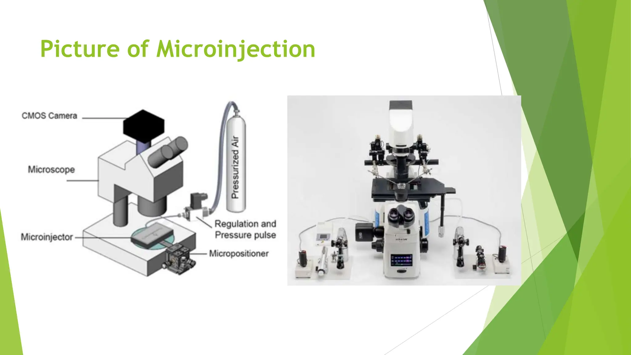 Picture of Microinjection
 