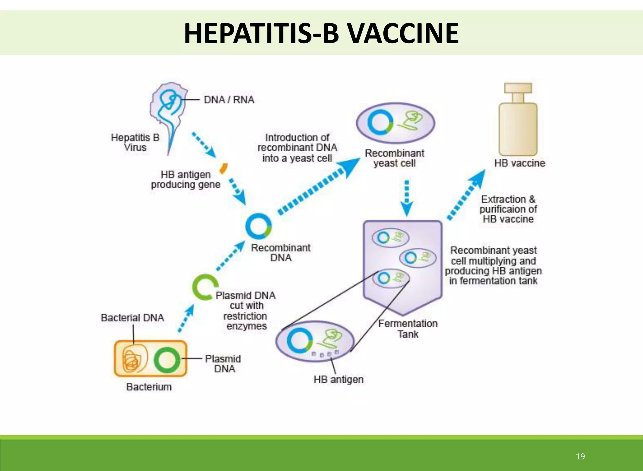 Application of rDNA technology to produce Interferon, Hepatitis-B ...