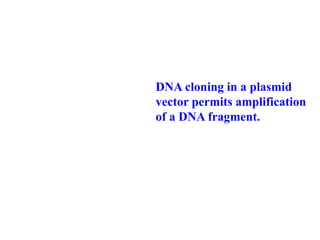 DNA cloning in a plasmid
vector permits amplification
of a DNA fragment.
 