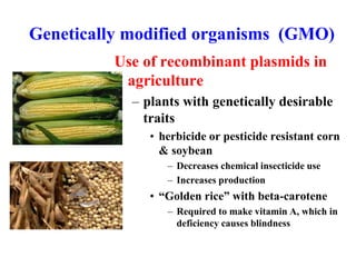 Genetically modified organisms (GMO)
Use of recombinant plasmids in
agriculture
– plants with genetically desirable
traits
• herbicide or pesticide resistant corn
& soybean
– Decreases chemical insecticide use
– Increases production
• “Golden rice” with beta-carotene
– Required to make vitamin A, which in
deficiency causes blindness
 