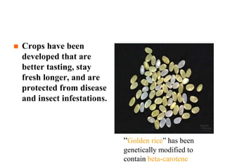  Crops have been
developed that are
better tasting, stay
fresh longer, and are
protected from disease
and insect infestations.
“Golden rice” has been
genetically modified to
contain beta-carotene
 
