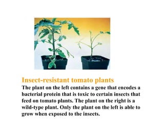 Insect-resistant tomato plants
The plant on the left contains a gene that encodes a
bacterial protein that is toxic to certain insects that
feed on tomato plants. The plant on the right is a
wild-type plant. Only the plant on the left is able to
grow when exposed to the insects.
 