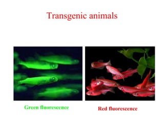 Transgenic animals
Green fluorescence Red fluorescence
 