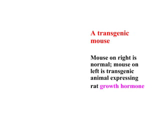 A transgenic
mouse
Mouse on right is
normal; mouse on
left is transgenic
animal expressing
rat growth hormone
 