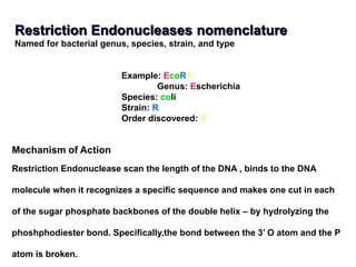 Restriction Endonucleases nomenclature
Named for bacterial genus, species, strain, and type
Example: EcoR1
Genus: Escherichia
Species: coli
Strain: R
Order discovered: 1
Mechanism of Action
Restriction Endonuclease scan the length of the DNA , binds to the DNA
molecule when it recognizes a specific sequence and makes one cut in each
of the sugar phosphate backbones of the double helix – by hydrolyzing the
phoshphodiester bond. Specifically,the bond between the 3’ O atom and the P
atom is broken.
 