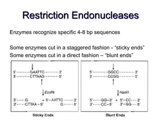 Restriction Endonucleases
Enzymes recognize specific 4-8 bp sequences
Some enzymes cut in a staggered fashion - “sticky ends”
Some enzymes cut in a direct fashion – “blunt ends”
 