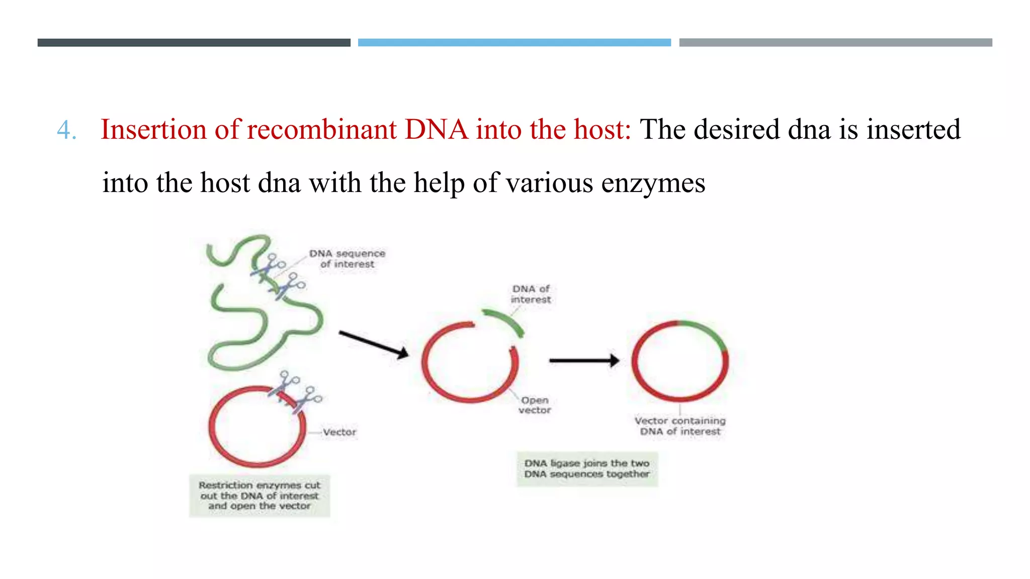 4. Insertion of recombinant DNA into the host: The desired dna is inserted
into the host dna with the help of various enzymes
 