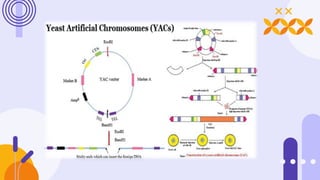 Homologous
Recombinantion
 In recombinationally-targeted YAC cloning, YACs are assembled
in vivo, by recombination, and n...